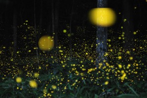 fireflies1