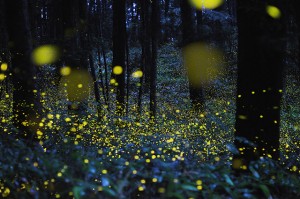 fireflies2