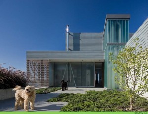 must love dogs architizer